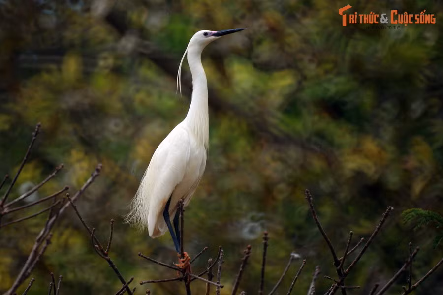  7. Vườn chim Bạc Liêu. Nằm ở phường Trại Mát, TP Bạc Liêu, vườn chim Bạc Liêu là nơi có thảm thực vật rộng lớn và xanh tốt, thu hút khoảng 46 loài chim về trú ngụ, trong đó có nhiều loài nằm trong Sách Đỏ. Tại đây, du khách có thể quan sát đời sống của các loài chim từ một đài quan sát cao nằm giữa vườn.