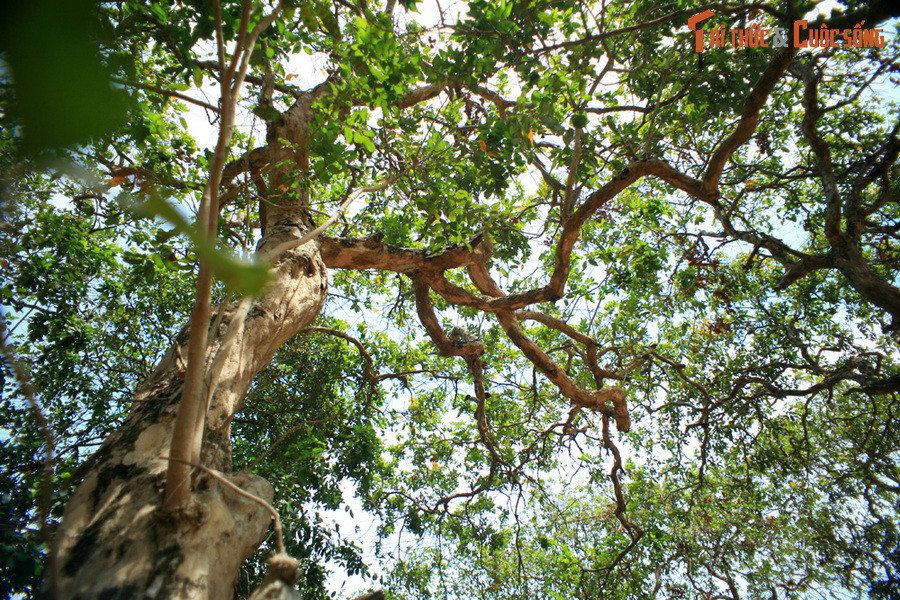  5. Vườn nhãn cổ. Trên địa bàn hai xã Hiệp Thành và Vĩnh Trạch Đông của TP Bạc Liêu có khu vườn nhãn cổ được coi là độc nhất vô nhị của vùng đồng bằng Sông Cửu Long. Khu vườn này có nhiều cây nhãn trên 100 tuổi, phản ánh quá khứ hưng thịnh của nghề trồng nhãn ở Bạc Liêu một thời.