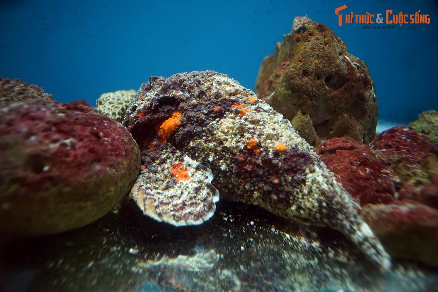 "Hòn đá" xù xì này là một chú cá mặt quỷ (chi Synanceia). Do hình thức ngụy trang đặc biệt, chúng còn được gọi là cá đá. Những chiếc gai trên lưng và hậu môn loài cá biển này có độc tố mạnh có thể gây chết người. Dù vậy thịt của chúng lại ngon tuyệt.