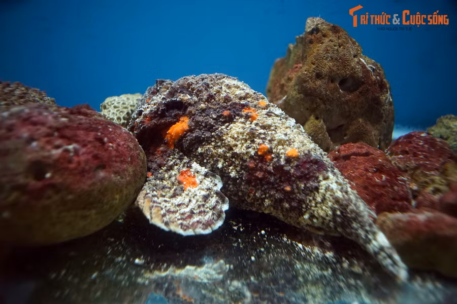 "Hòn đá" xù xì này là một chú cá mặt quỷ (chi Synanceia). Do hình thức ngụy trang đặc biệt, chúng còn được gọi là cá đá. Những chiếc gai trên lưng và hậu môn loài cá biển này có độc tố mạnh có thể gây chết người. Dù vậy thịt của chúng lại ngon tuyệt.