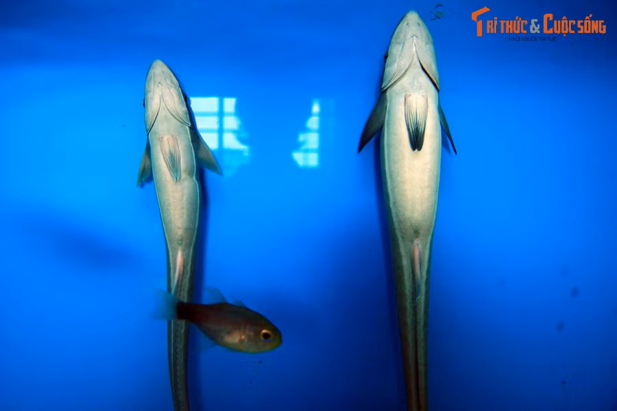 Cá ép (Remora remora) có một đĩa bám trên đầu giúp chúng bám vào các loài cá lớn và cả những chiếc tàu biển, giúp chúng đi "quá giang" miễn phí khắp các đại dương. Loài cá này có thể dài đến 1m.