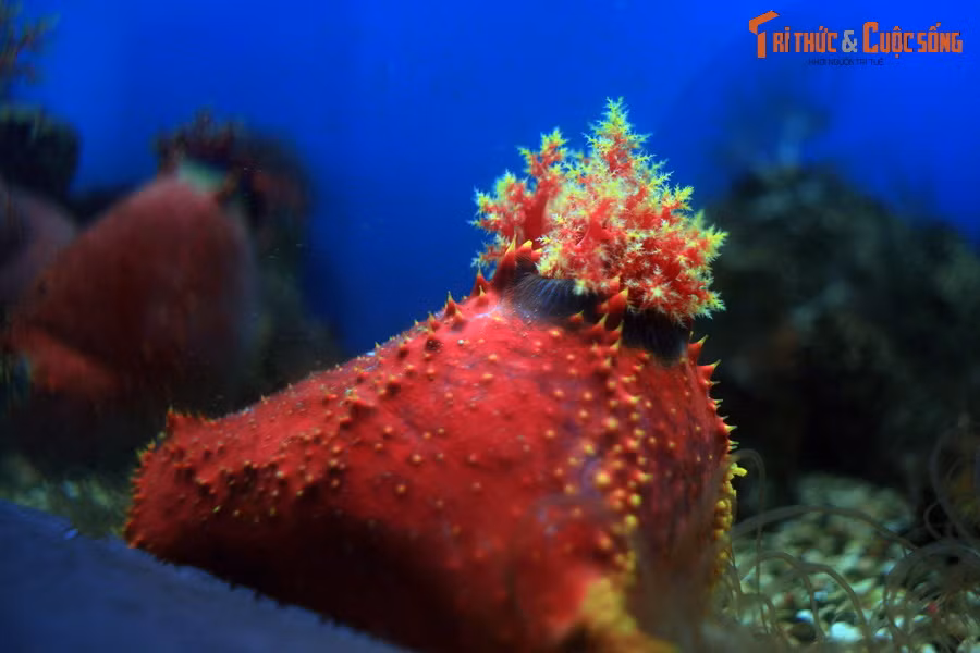  Sinh vật biển tròn ủm, có màu đỏ rực rỡ này thường được gọi là "táo biển". Đây là một loài hải sâm thuộc chi Pseudocolochirus, phổ biến ở các vùng biển nhiệt đới Ấn Độ Dương - Thái Bình Dương.