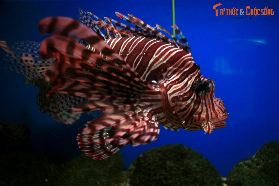 Cá mao tiên (Pterois volitans) có màu sắc sặc sỡ, vây cá dài, xòe rộng rất đẹp mắt, được coi là một "nữ hoàng" của rạn san hô. Dù vậy, ẩn sau vẻ đẹp quyến rũ của loài cá này là một mối nguy hiểm chết người. Những chiếc vây dài của cá thực chất là những chiếc gai lớn có độc tố mạnh.