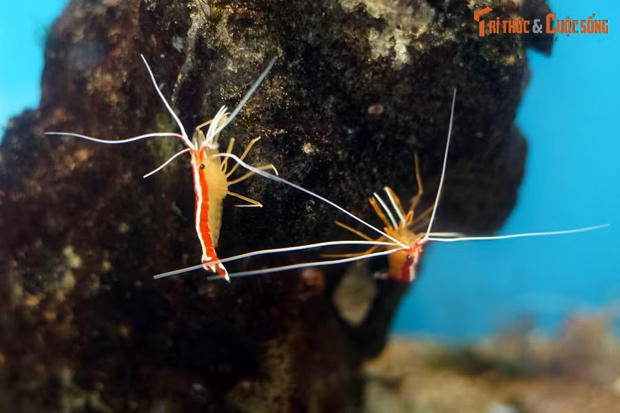 Tôm bác sĩ (Lysmata amboinensis) là một loài tôm kỳ lạ sinh sống ở Ấn Độ Dương - Thái Bình Dương, trong đó có các vùng biển của Việt Nam. Tên gọi tôm "bác sĩ" xuất phát từ việc loài tôm này hay bám vào mình các loài cá để lau dọn ký sinh trùng và mô chết.