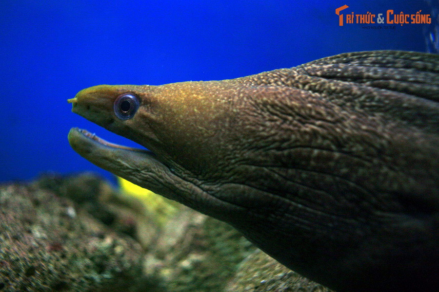 Cá chình (bộ Anguilliformes) gồm những loài cá bí ẩn thường chui rúc trong các khe đá ngầm. Chúng có thân dài uyển chuyển như rắn, bộ răng sắc nhọn và cơ hàm cực khỏe. Một cú đớp của cá chình có thể gây thương tích trầm trọng cho con người.