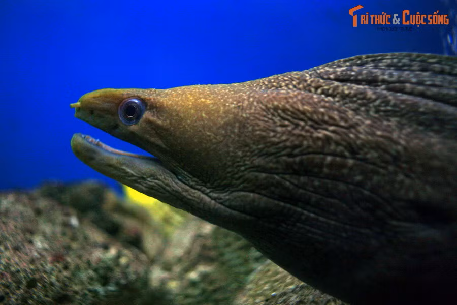 Cá chình (bộ Anguilliformes) gồm những loài cá bí ẩn thường chui rúc trong các khe đá ngầm. Chúng có thân dài uyển chuyển như rắn, bộ răng sắc nhọn và cơ hàm cực khỏe. Một cú đớp của cá chình có thể gây thương tích trầm trọng cho con người.