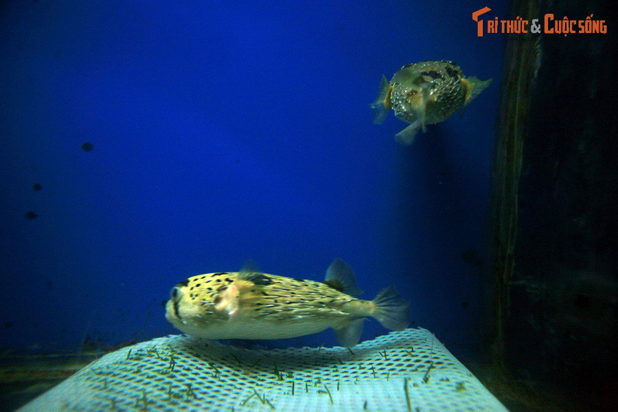 Họ Cá nóc (Tetraodontidae) gồm nhiều loài cá có khả năng phình to cơ thể để kẻ thù không thể nuốt vào bụng. Trong họ này, cá nóc nhím (Diodontidae) là nổi tiếng nhất. Chúng có thể biến mình thành một quả cầu đầy gai nhọn khiến kẻ thù không dám đụng vào.