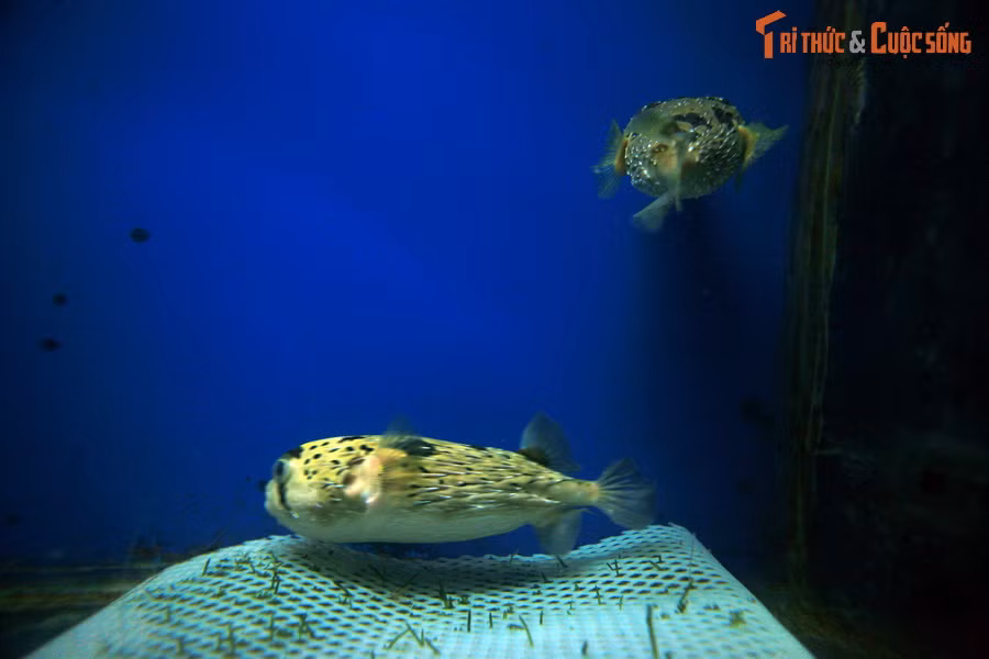 Họ Cá nóc (Tetraodontidae) gồm nhiều loài cá có khả năng phình to cơ thể để kẻ thù không thể nuốt vào bụng. Trong họ này, cá nóc nhím (Diodontidae) là nổi tiếng nhất. Chúng có thể biến mình thành một quả cầu đầy gai nhọn khiến kẻ thù không dám đụng vào.