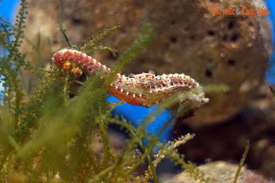 Một chú cá ngựa mặt trắng (Hippocampus kelloggi) bám vào rong nho ở bể nuôi của Viện Hải dương học. Trong tất cả các loài cá đã biết, cá ngựa được coi là nhóm cá kỳ lạ bậc nhất, với nhiều đặc điểm có 1-0-2 về hình dạng cũng như tập tính.