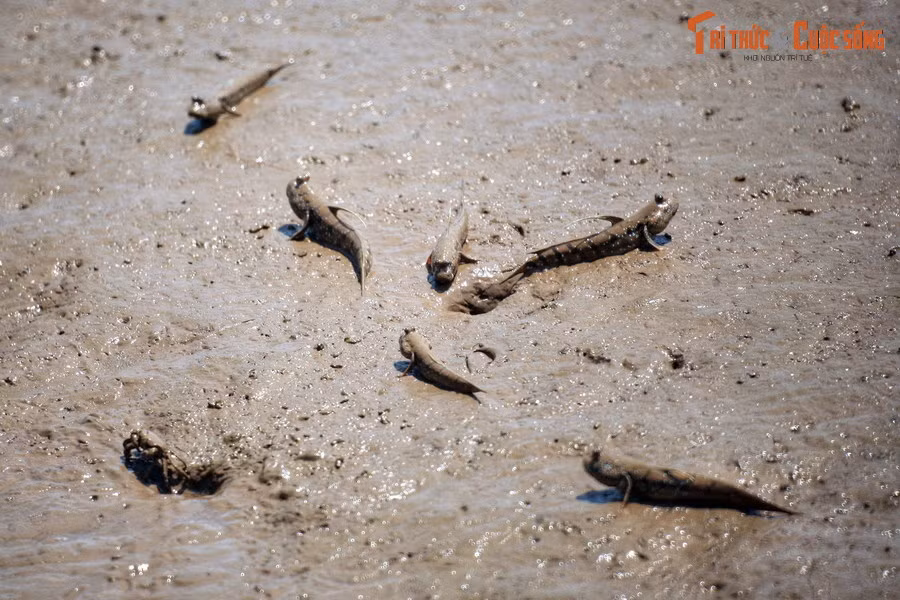 5. Có dịp vi vu trên các cung đường miền Tây, nhiều vị khách phương xa không khỏi ngạc nhiên khi bắt gặp một sinh vật rất kỳ lạ. Những sinh vật này có hình dáng của loài cá với đôi mắt ếch kỳ quặc nhô ra trên đỉnh đầu. Đặc biệt, chúng không chỉ sống dưới nước mà còn thường bò trườn trên các bãi bùn ven kênh rạch.