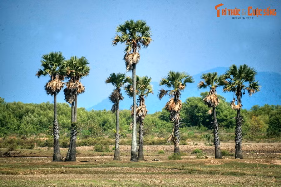 Cây thốt nốt là nguồn cung cấp nguyên vật liệu cho việc lợp mái nhà, đan rổ rá, quạt, nón, ô, làm chất đốt (lá), đóng hàng rào, làm dây thừng (cuống lá), đóng đồ đạc, làm cột nhà, dầm cầu (thân)… Loài cây này cũng cung cấp nguyên liệu làm đường thốt nốt, một đặc sản miền Tây nổi tiếng.