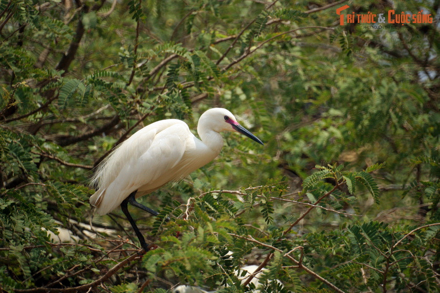 Quan sát đời sống của các loài chim giữa ngôi chùa cổ là trải nghiệm khó quên với những vị khách đến từ chốn thị thành...