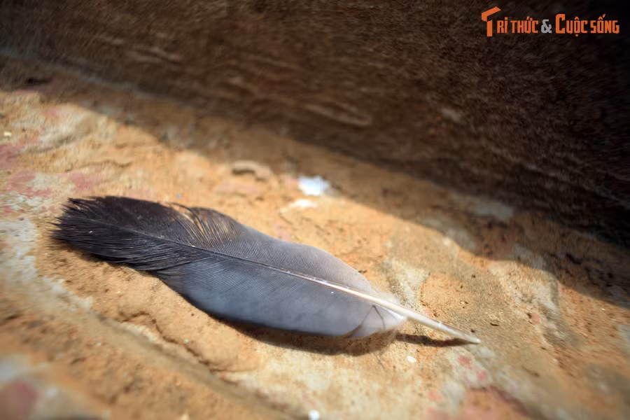 Những chiếc lông vũ rải rác khắp sân.