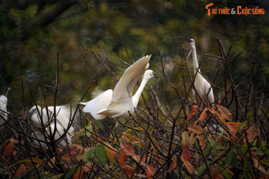 Tiếng kêu của chim chóc vang động khắp vườn chùa.