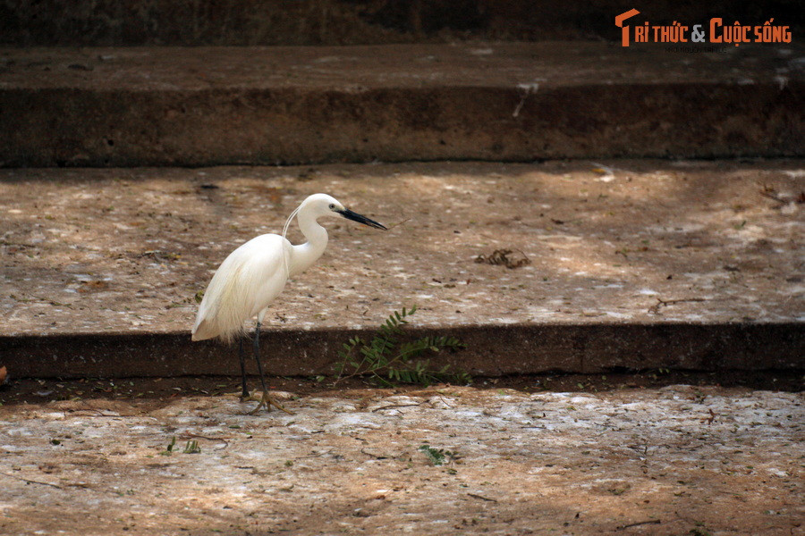 Khá dạn người, nhiều chú chim dạo bước trên sân chùa.