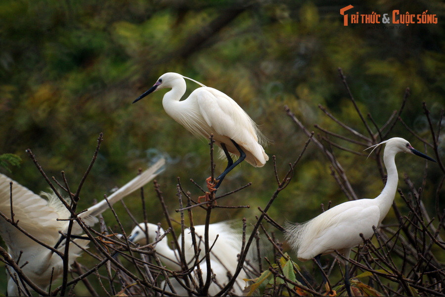 Có thể bắt gặp ở vườn chùa nhiều loài chim khác nhau, nhiều nhất là cò trắng.