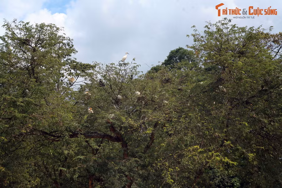 Bên cạnh những công trình kiến trúc độc đáo, một nét hấp dẫn của ngôi chùa này là khu vườn rộng có nhiều cây cổ thụ, thu hút hàng nghìn con chim đến cư ngụ.