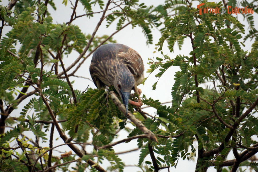 Một chú vạc còn non đậu trên cành.