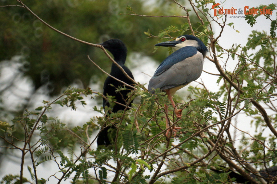 Các loài khác có thể kể đến là vạc, cốc, cò bợ...