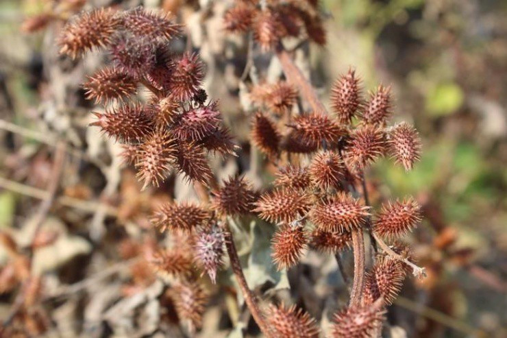 Cây mọc “sâu róm”, từ lá đến hạt đều chứa độc - Hình 3 Cay moc “sau rom”, tu la den hat deu chua doc-Hinh-3