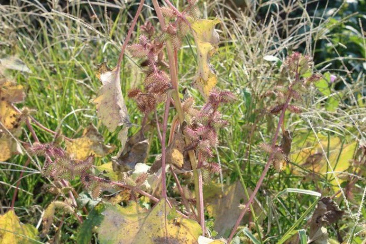 Cây mọc “sâu róm”, từ lá đến hạt đều chứa độc - Hình 2 Cay moc “sau rom”, tu la den hat deu chua doc-Hinh-2