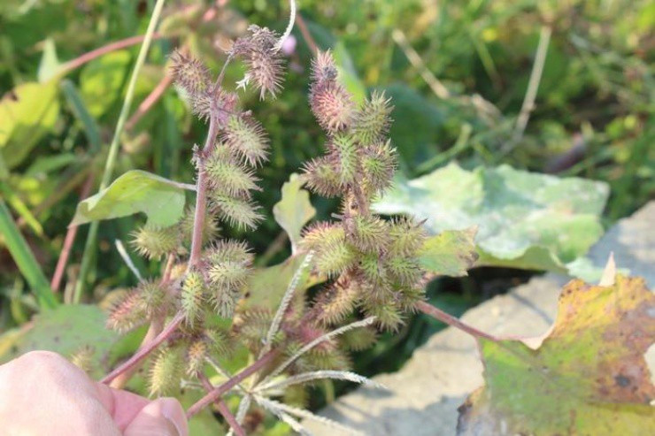 Cây mọc “sâu róm”, từ lá đến hạt đều chứa độc Cay moc “sau rom”, tu la den hat deu chua doc