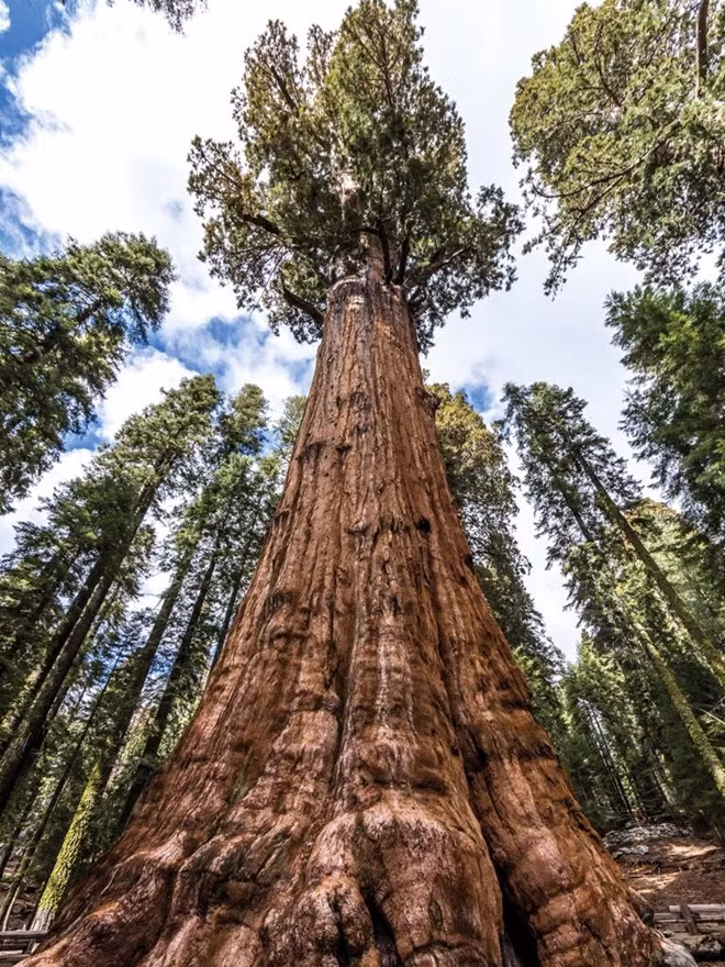 Cây lớn nhất thế giới - General Sherman, công viên quốc gia Sequoia, California, Mỹ: General Sherman là loài thuộc họ thông, còn gọi là cù tùng hay tùng bách. Cây tùng này nặng tới 2.000 tấn.
