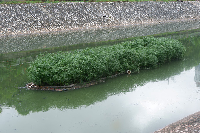 Thời gian này nước sông Tô Lịch không còn đen ngòm như trước.