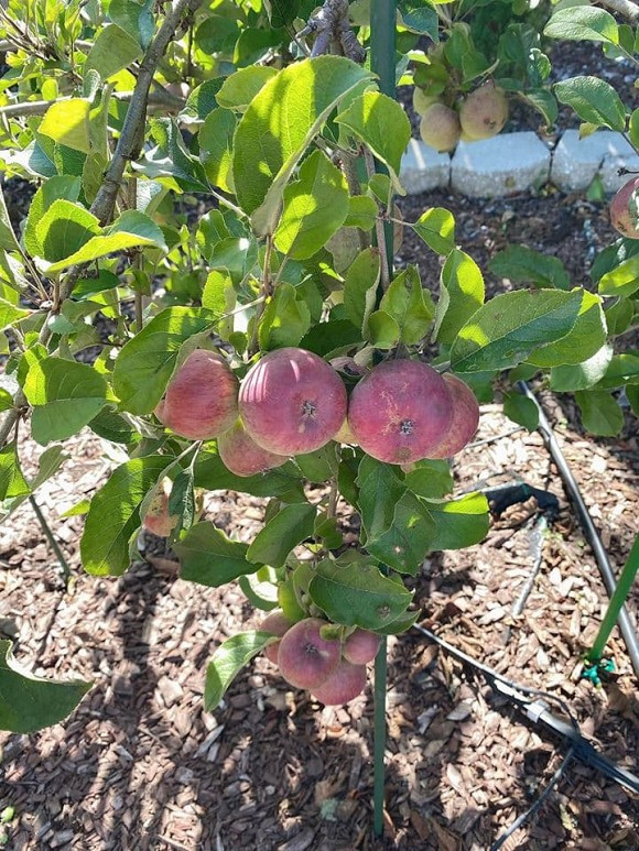 Kết quả này khiến nam ca sĩ thở phào nhẹ nhõm khi đến thăm người thân và bạn bè tại Mỹ.