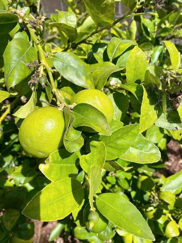 Mới đây, Nhật Tinh Anh khoe khu vườn của mình và chia sẻ: "Mình mạng Hoả nên rất thích Mộc là cây và hoa.