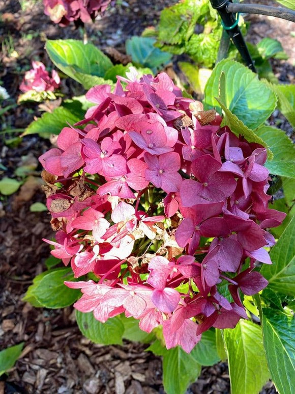 Nhật Tinh Anh khoe khu vườn nhiều cây ăn quả ở Mỹ. 