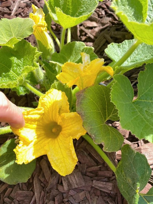 Thời gian rảnh không làm gì lại thích ra vườn chăm sóc cây cối. Mỗi ngày ngắm từng cái hoa, cái lá và trái ra thật là thích...".