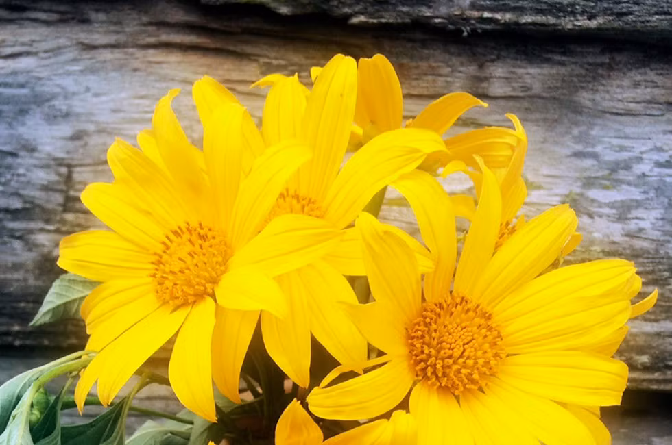 Tinh yeu va hoa da quy