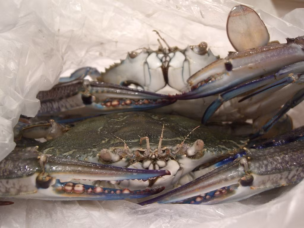 Thay vì được nấu chín, những con cua nhỏ được ngâm trong nhiều loại nước sốt để ăn sống. Nhiều con cua nhỏ vỏ mềm, người Hàn ăn luôn cả vỏ.