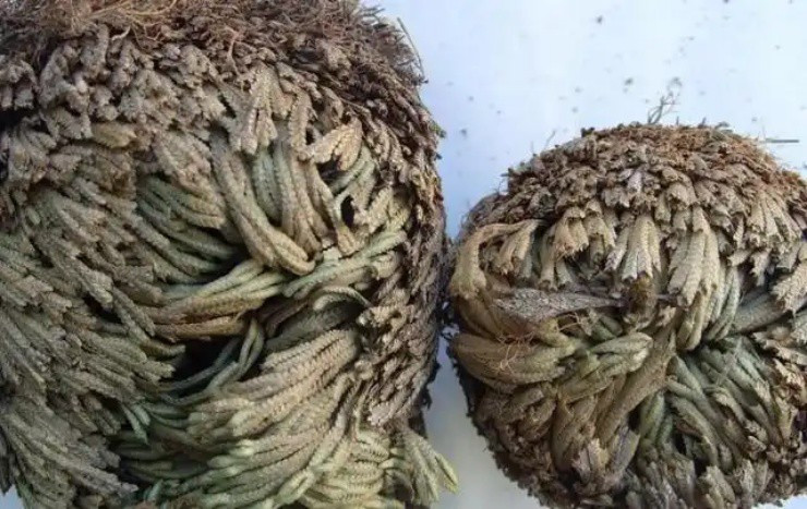 Phát tài nhờ “cỏ trường sinh”, ở Việt Nam có nhiều - Hình 2 Phat tai nho “co truong sinh”, o Viet Nam co nhieu-Hinh-2