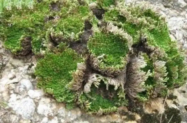 Phát tài nhờ “cỏ trường sinh”, ở Việt Nam có nhiều - Hình 3 Phat tai nho “co truong sinh”, o Viet Nam co nhieu-Hinh-3