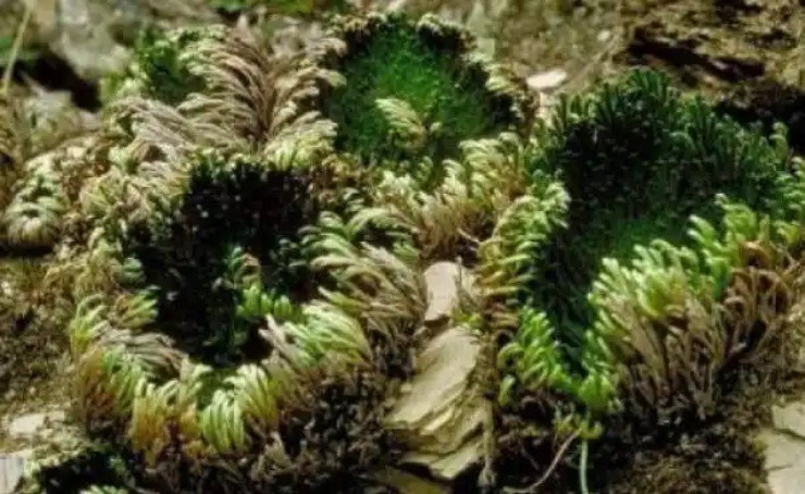 Phát tài nhờ “cỏ trường sinh”, ở Việt Nam có nhiều Phat tai nho “co truong sinh”, o Viet Nam co nhieu