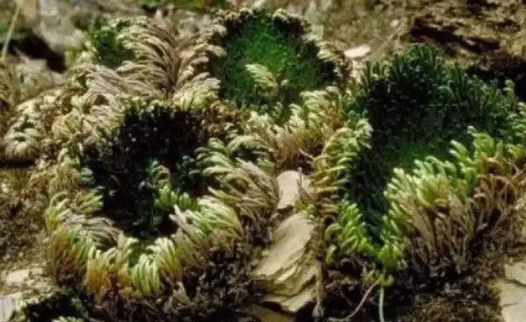 Phát tài nhờ “cỏ trường sinh”, ở Việt Nam có nhiều Phat tai nho “co truong sinh”, o Viet Nam co nhieu