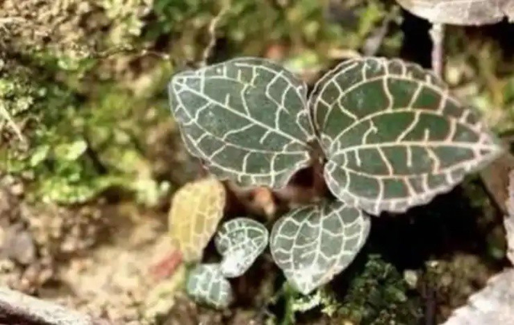 Cay kim cuong - “mo vang” co that ngoai doi-Hinh-2