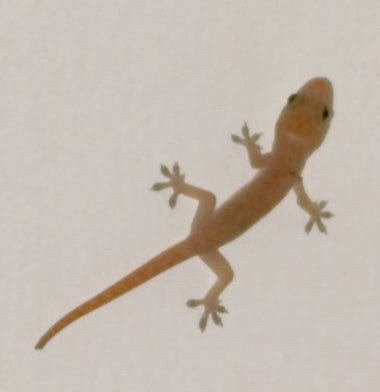 Trị nấm da: thạch sùng 5 con và ngô công (con rết) 5 con đem ngâm với rượu nặng, lấy dịch chiết bôi lên tổn thương.