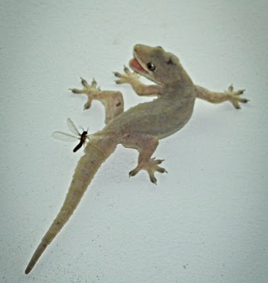 Trị cước khí (thấp chẩn): thạch sùng 2 con đem ngâm với 200ml cồn 90%, sau 10 ngày thì dùng được, lấy dịch chiết bôi vào tổn thương... Chữa cốt tủy viêm: thạch sùng 15g, dã cúc hoa 15g, địa cốt bì 15g, thanh cao 12g, sắc uống mỗi ngày 1 thang. Lưu ý: Thạch sùng có khá nhiều công dụng trong việc phòng chống bệnh tật, đặc biệt là các bệnh lý khó chữa. Do đó, không nên tự ý sử dụng thạch sùng làm thuốc khi không được tư vấn đầy đủ của thầy thuốc.