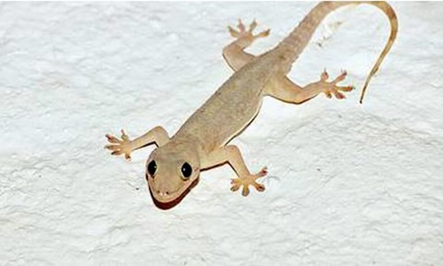 Trị chứng co giật do tâm hư: Thạch sùng 1 con sao vàng, tán bột trộn với một chút chu sa và xạ hương uống với nước sắc lá bạc hà.