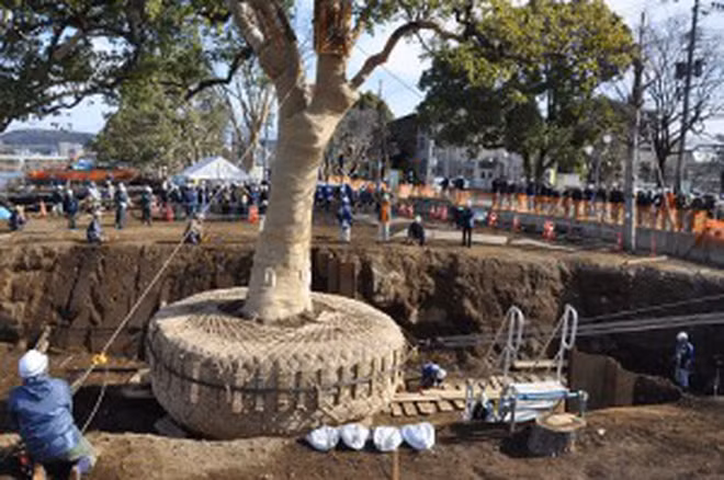 Trong hình là ví dụ về việc di dời 2 cây long não với tuổi đời hơn 100 tuổi tại Nhật Bản. Đây là một phần trong dự án cải tạo cảnh quan hai bên bờ sông tại Kyushu, Nhật Bản. Các kỹ sư đã sử dụng phương pháp chuyển cây truyền thông có từ thời Edo để di dời 2 cây nặng hơn 100 tấn.