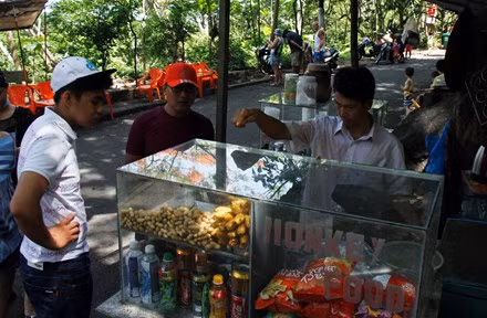 Đàn khỉ được nhà chùa, du khách cho ăn.