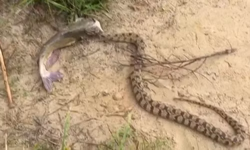 Kinh ngac bat duoc ca va ran “dinh chat” khong roi