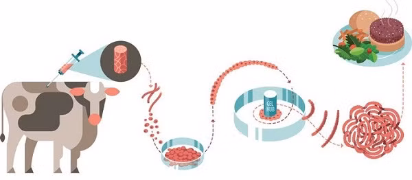 Thit bo nhan tao Bill Gates khuyen an: Dinh duong “chat” hon thit that?