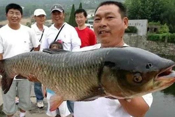 Cá to. Dịp Tết, những chú cá siêu khủng nhìn rất tuyệt song lại không phải thực phẩm tốt xuất hiện trên bàn tiệc. So với lứa cá trưởng thành, hương vị của cá khủng kém xa. Các nhà khoa học cũng tiết lộ, việc sinh sống quá lâu dưới nguồn nước ô nhiễm khiến hầu hết loại cá này tích tụ nhiều độc tố bên trong.