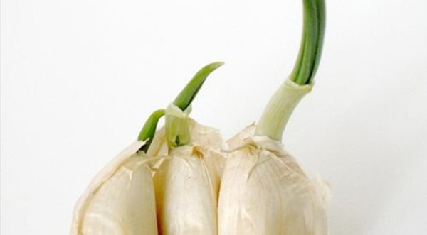 Dù mọc mầm song tỏi vẫn giữ được lượng vitamin C dồi dào giống như tỏi khô. Đáng lưu ý, lượng vitamin C này cực lớn, vượt trội hơn hẳn so với nhiều loại rau.