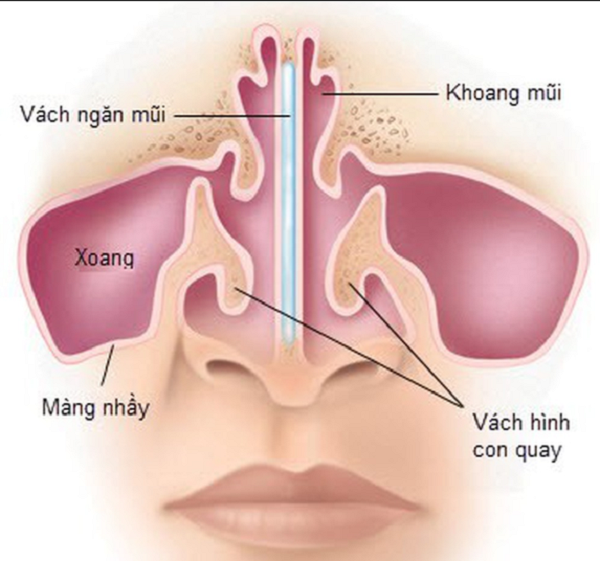 Chất nhầy trong mũi là sản phẩm phụ quá trình trao đổi chất của con người. Lỗ mũi có một màng mỏng được gọi là niêm mạc mũi. Bộ phận này không ngừng tiến hành trao đổi chất, chất nhầy mũi là sản phẩm sót lại sau khi lớp màng này khô đi.