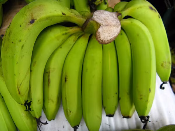 Những quả chuối trưởng thành cũng không có các cạnh, góc đặc biệt, dùng tay sờ cảm thấy đanh cứng. So với những quả chuối thẳng non, chuối cong khi chín sẽ có hương vị thanh nhẹ, ngọt mát hơn hẳn.